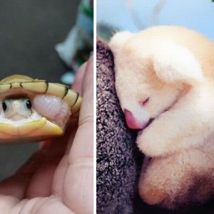 みんなちっちゃい！（笑）動物たちの「赤ちゃんの頃」の写真が可愛すぎる【１０枚】