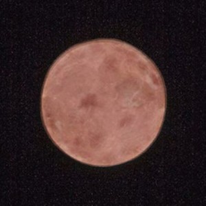 「交互に見ると余計わからなくなる」ストロベリームーンですか？いいえ、ハムです（６枚）