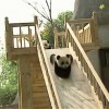 【胸キュン注意】無邪気に滑り台を降りてくるパンダたちが可愛すぎ！
