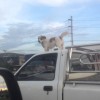 走行中のトラックの上で、全く動かずに風を感じる勇敢なワンコ！