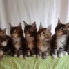 たった30秒で胸がキュンキュン！7匹の子猫が横並びで見せるシンクロ