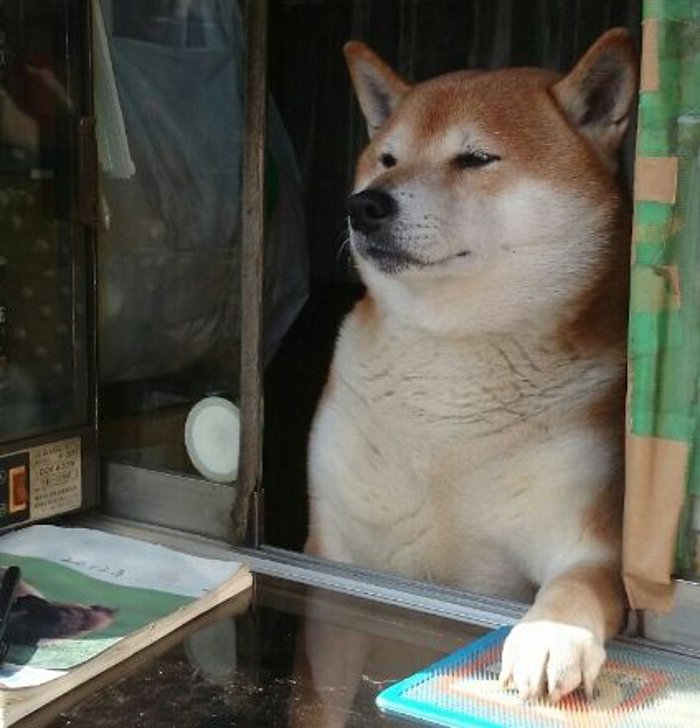 なにこの可愛さ 窓を開けて出迎えてくれる たばこ屋 の看板犬が超ヤバ Corobuzz