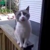 【開けてくれニャ～！】ドアの向こうから一生懸命に何かを伝えようとする猫