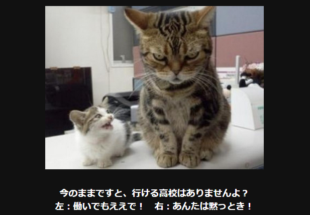 猫の画像で一言ボケて おもしろかわいいネコ 大喜利 １３連発 Corobuzz