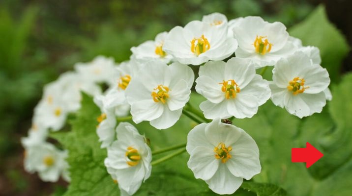 まるでガラスのよう 水に濡れると花びらが透明になる サンカヨウ が美しい５枚 Corobuzz