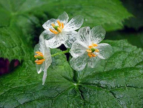 まるでガラスのよう 水に濡れると花びらが透明になる サンカヨウ が美しい５枚 Corobuzz