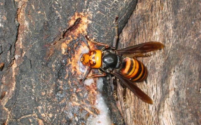 ヒアリが話題だけど というかジャパニーズ昆虫どいつもこいつもやたらめったら強い に注目集まる Corobuzz