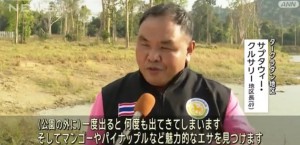 日本でいう熊のポジション、タイでは色々と破壊力が違った