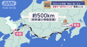 京都で迷子になったインコのニュースのワンシーンに注目集まる