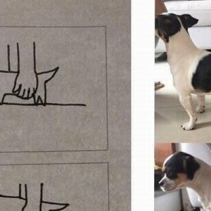 声出して笑った！犬と猫、「持ち上げたときの違い」を的確に表した画像がコチラ（笑）