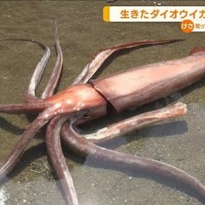 ダイオウイカより違う方に目が行ってしまうニュース→「コメント欄見て、事の重大さに気づいた（笑）」