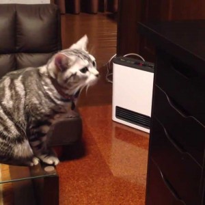 この可愛さは反則！引き出しに入ったおやつを開けようとする猫と意外な結末