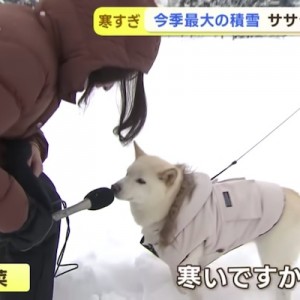 ペットや動物にインタビューしてマイク向けるのもっとやってほしい11選