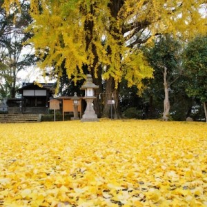 なんで神社や寺に銀杏が多いか、植わっているのか選ばれているのか