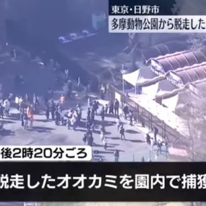 多摩動物公園でオオカミ1頭が脱走→園内で捕獲、証明したこと