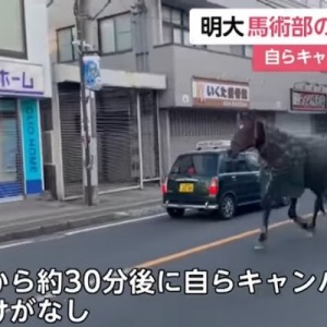 明治大学の馬が一時脱走、自らキャンパスに戻る→みなさんの気の利いた一言（笑）