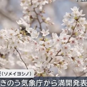 なんで桜が満開になると、いっつもいっつも必ずと言っていいほど
