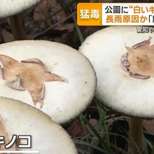 公園に猛毒の「白いキノコ」が大量発生→100点のツッコミ（笑）